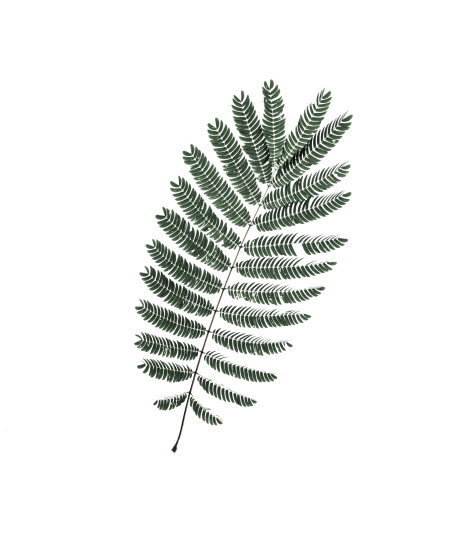 Portuguese flower